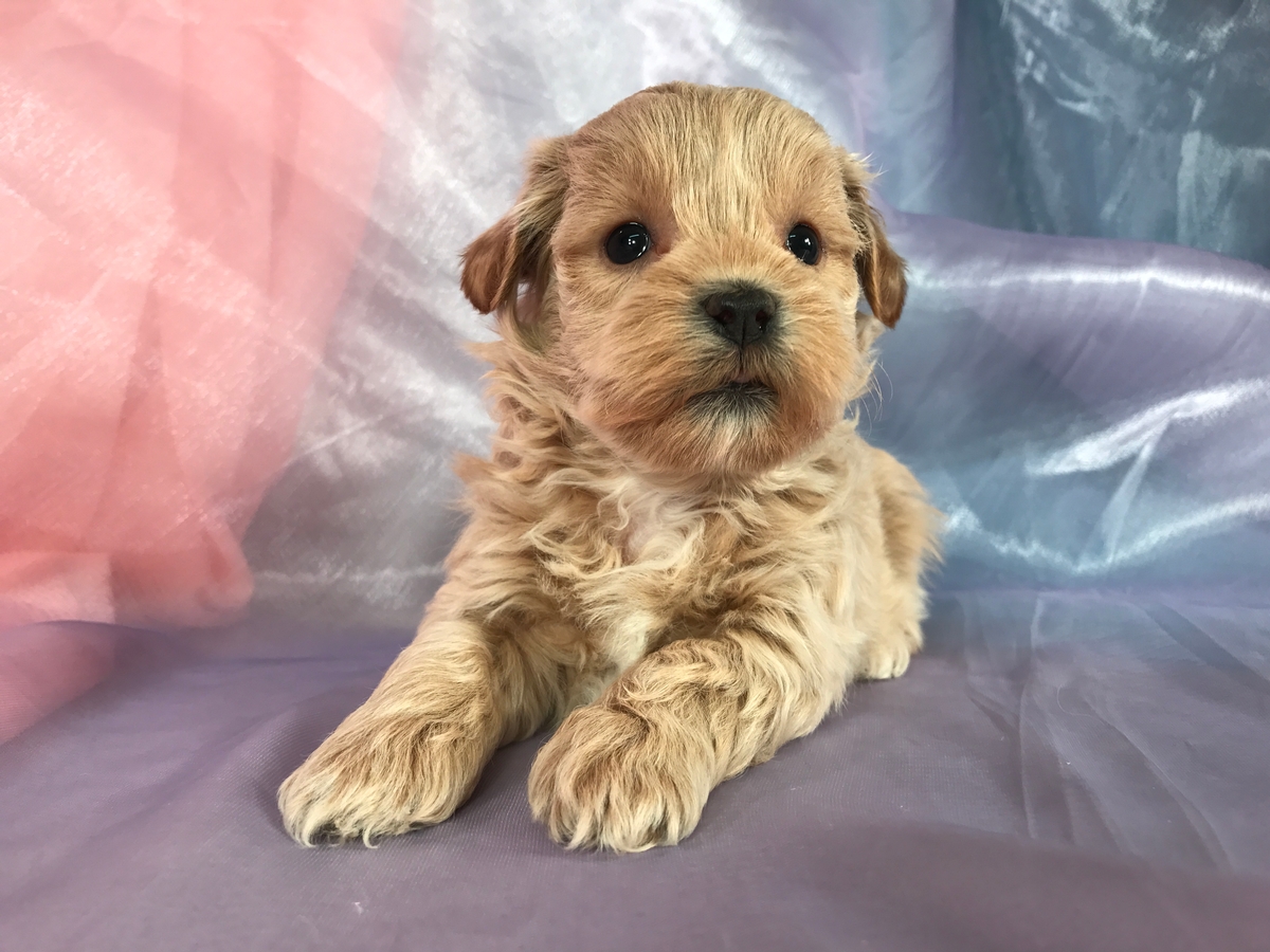 shih tzu bichon poodle mix puppies for sale