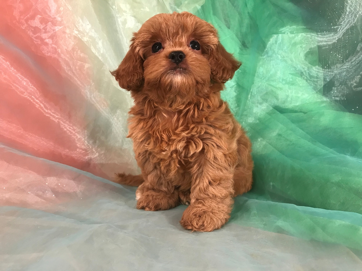 Shih Tzu Poodle Breeders Iowa