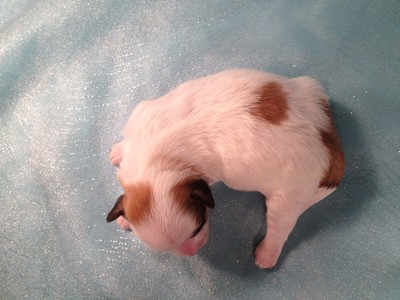 Teddy Bear Breeder Iowa Puppies For Sale Shipping 150