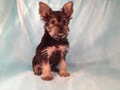 schnauzer yorkie puppy