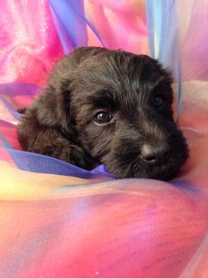 standard schnoodle puppies for sale