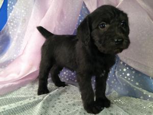 standard schnoodle for sale