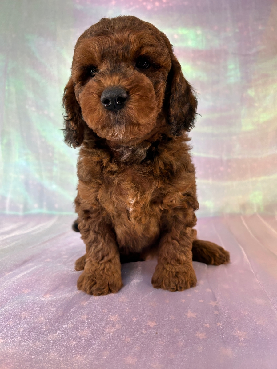 Sable Miniature Golden Doodles Iowa and Minnesota