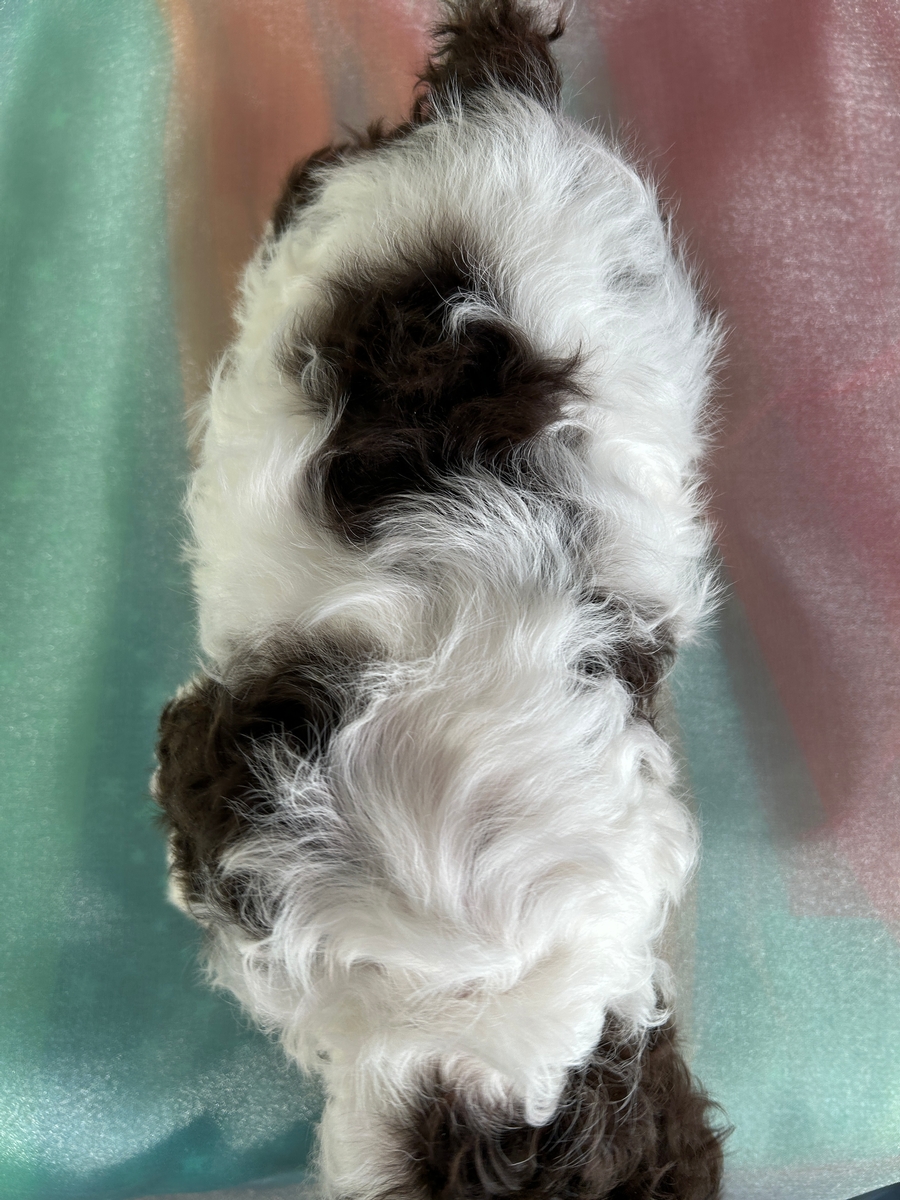 Chocolate Tan and White Parti-Color Cockapoo for Sale