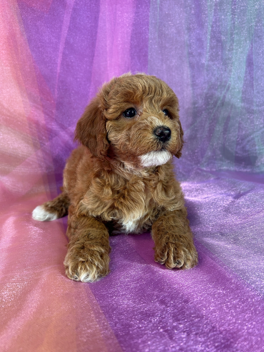 Cockapoos, Best USA Breeder, Puppies for Sale Now!