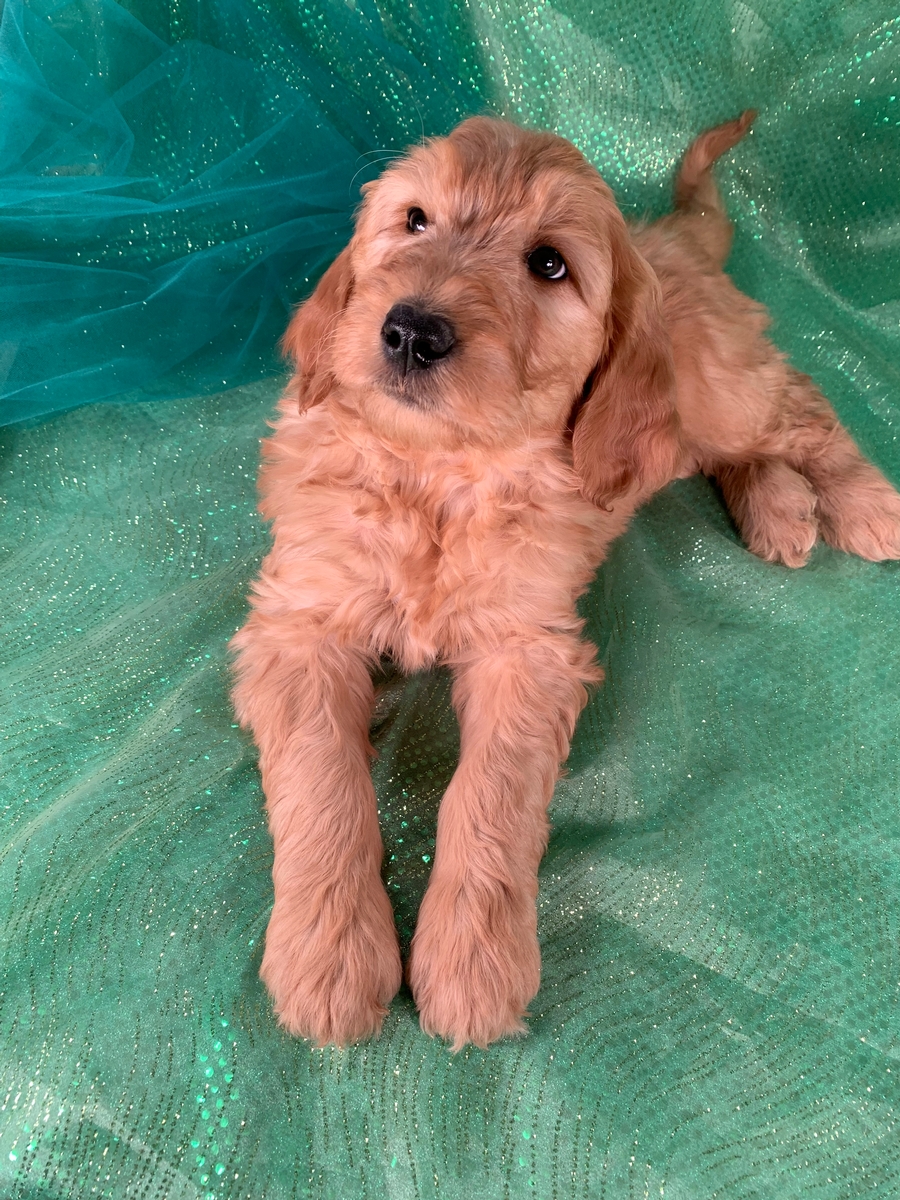 44 Goldendoodle Puppies Iowa For Sale Photos