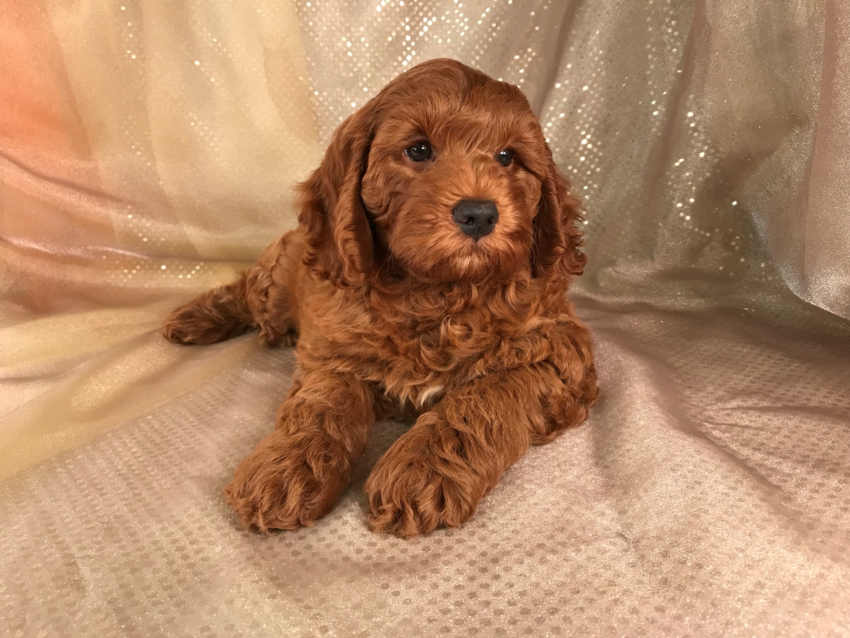 red cockapoo breeders