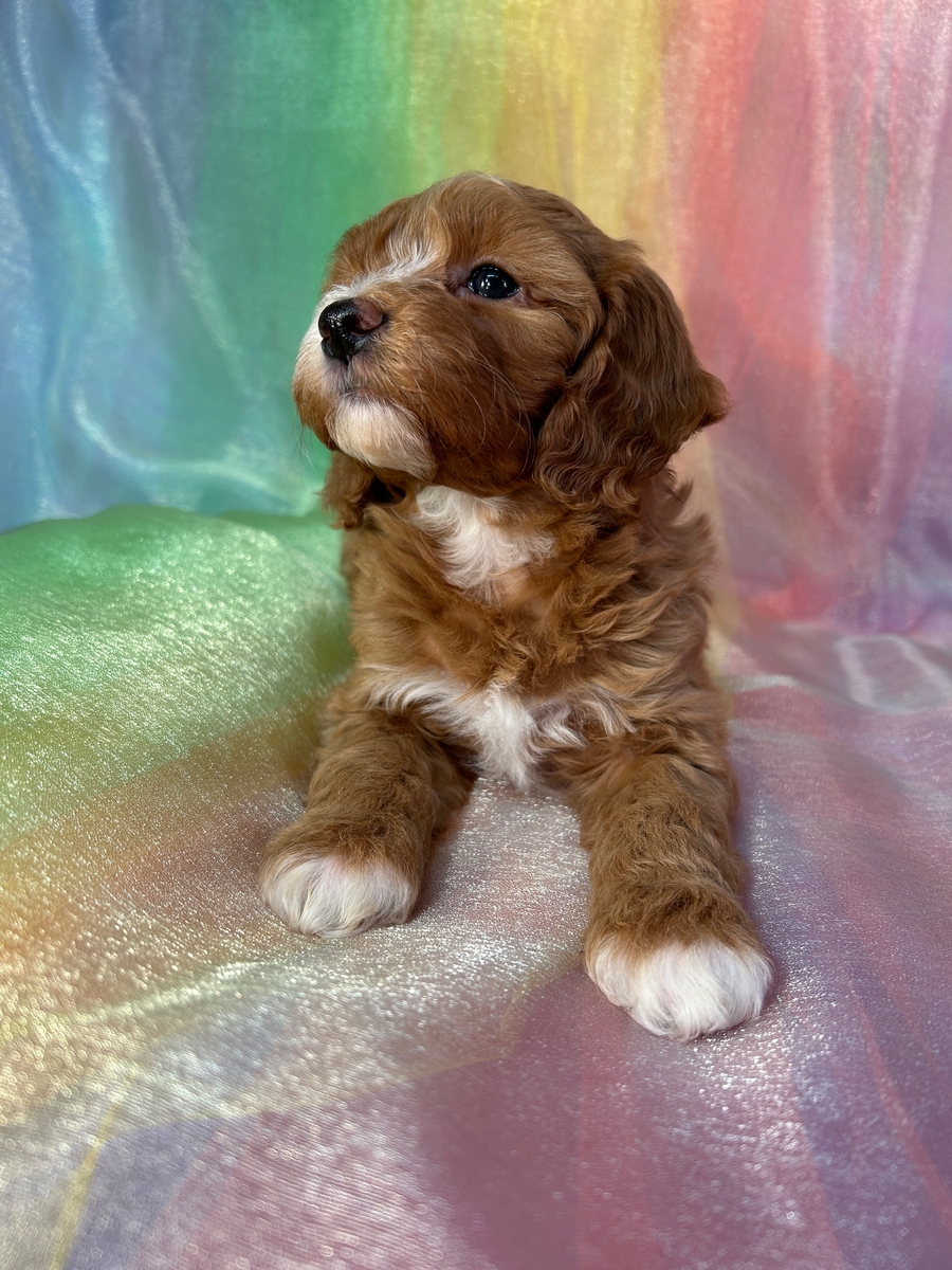 Iowa Cockapoo Puppies