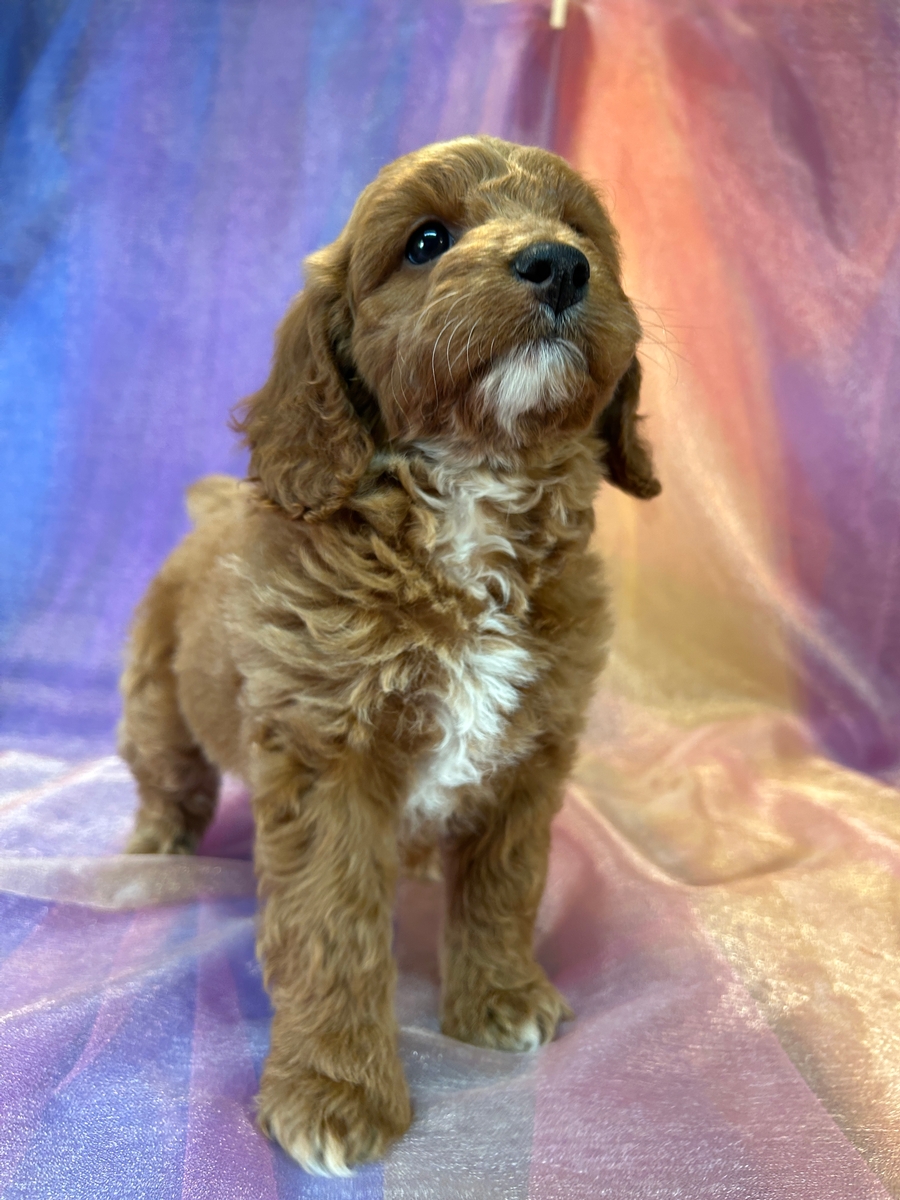 Professionally Bred Red F1b Cockapoos with White Markings