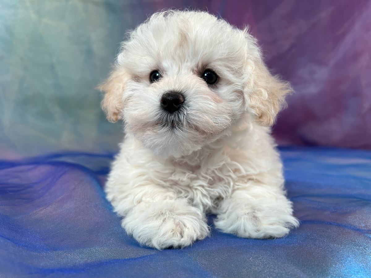 White F1b Schnoodle Puppy for Sale in Iowa