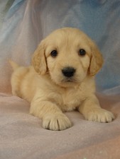 Goldendoodle Breed Photo