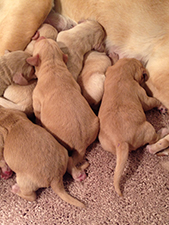 Labradoodle Breed Photo