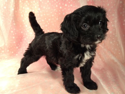 black cavachon for sale