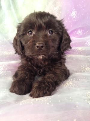 Black Male Cavachon Puppy For Sale In Iowa