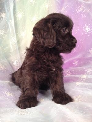 black cavachon for sale