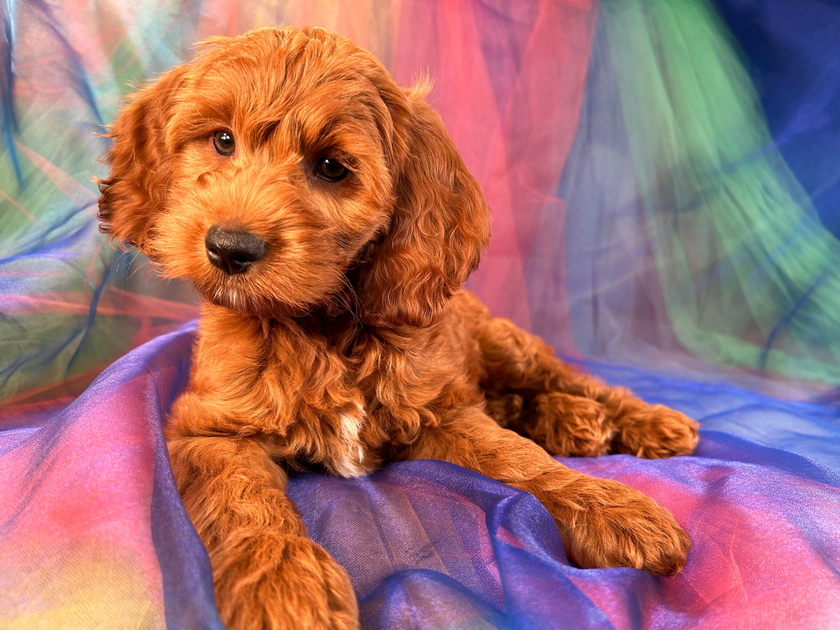 Dark Red Cockapoo Puppy for Sale, F1 Litter