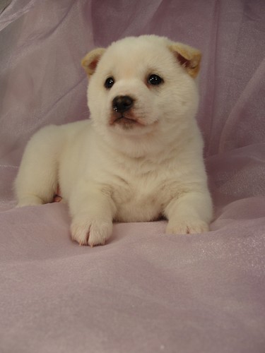 Cream Shiba Inu Puppies For Sale In Iowa