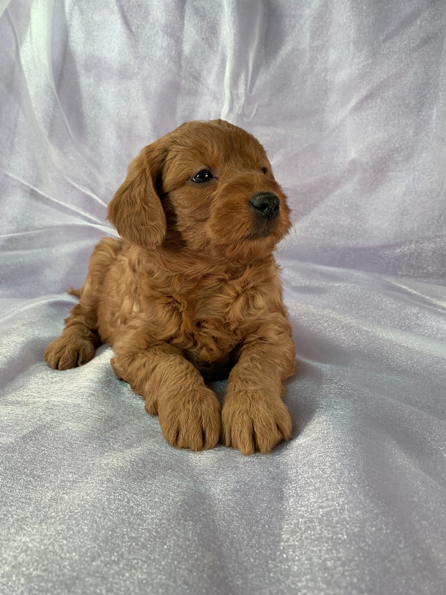 Miniature Goldendoodle Puppies for Sale, Iowa Breeder ...