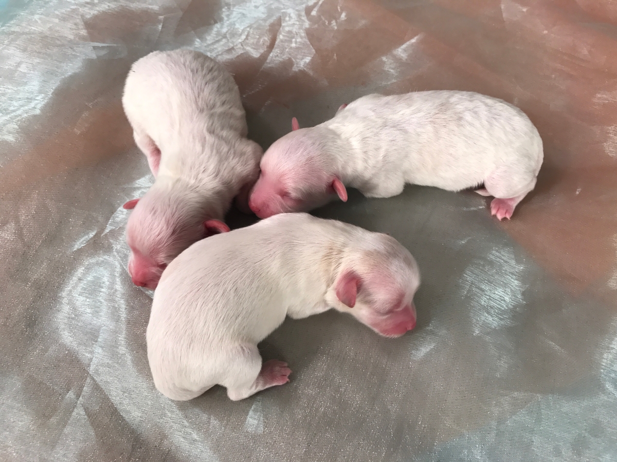 herrington lake cavachon puppies