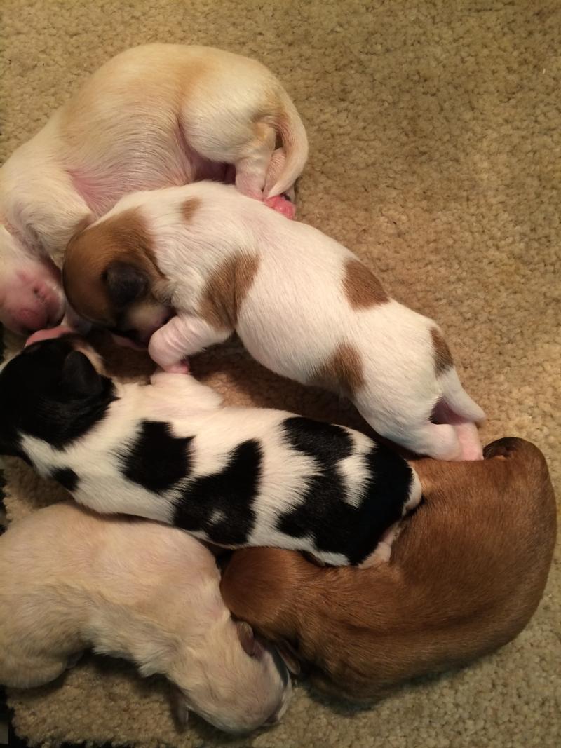 Cavachons for sale in Iowa