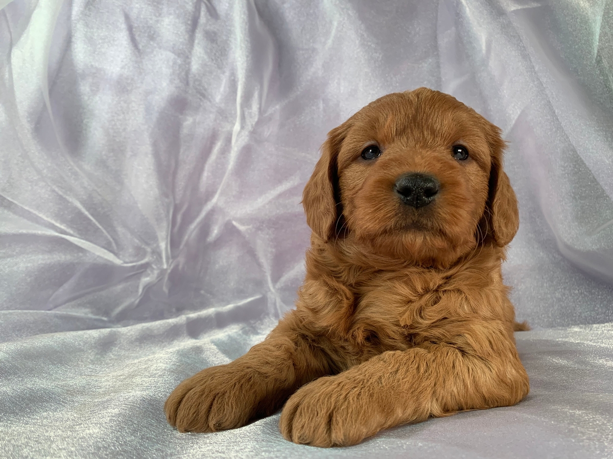 Miniature Goldendoodle Puppies for Sale, Iowa Breeder ...