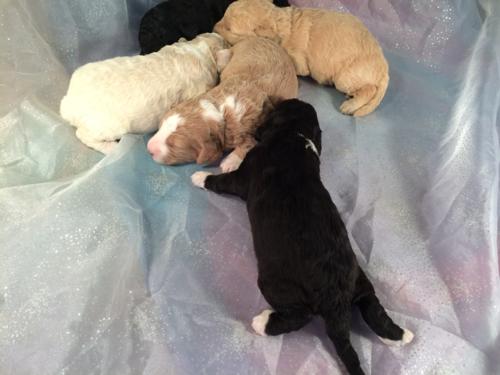 Professionally Bred F1b Mini Goldendoodle Litter