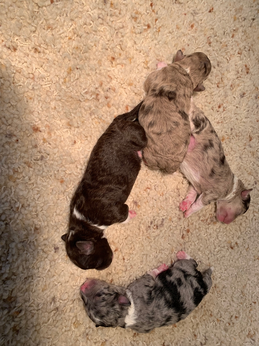 Grey, Black, White, Chocolate, Brown, Males, and Females