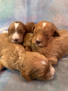 Cockapoo Puppies for Sale | Cockapoo Breeder in Iowa