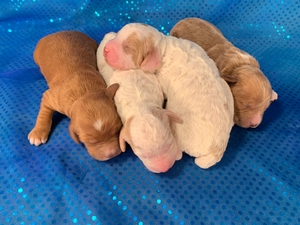 Cockapoo Litter Available In Iowa
