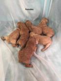 August 28th litter