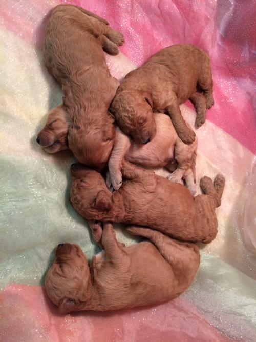 Five Red Male Labradoodle Puppies for Sale in North Iowa.