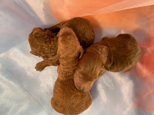 Dark Red Miniature Goldendoodles For Sale, DOB 2021-09-28 $1800