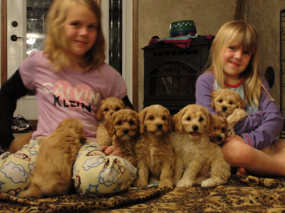 Cockapoo May 4, 2012 Litter