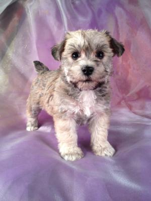 schnoodle breeders midwest