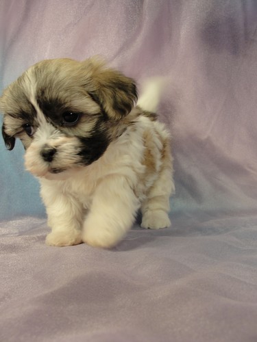 teddy bear shih tzu bichon puppies for sale
