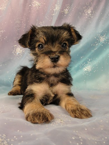 Brown Shorkie Schnauzer Mix Discount Yorkie And Schnauzer Mix For