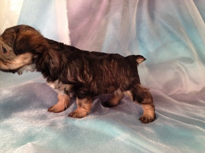Yorkie Mix|Snorkies For Sale|Mixed Breed Puppies Located Near Illinois,  Wisconsin, And Minnesota|Ready Christmas 2012