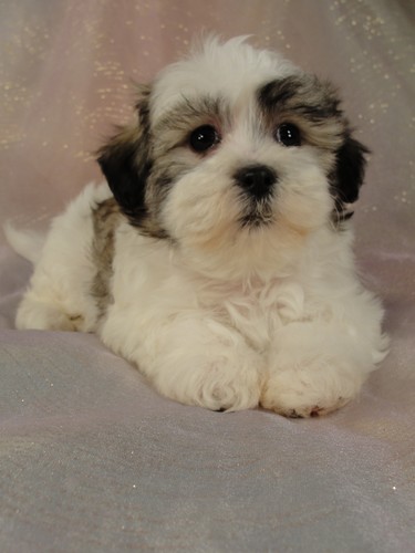 shih tzu bichon mix breeders