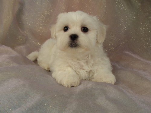 88+ Teddy Bear Havanese Shih Tzu Mix