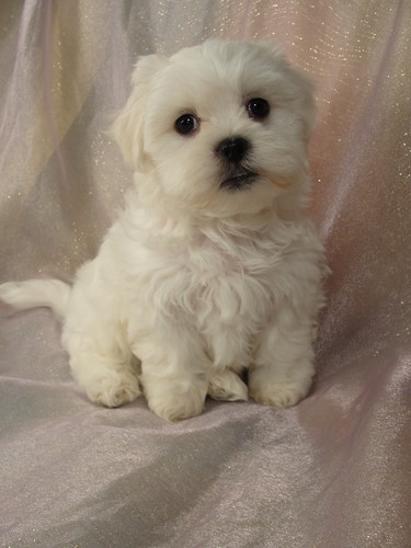 bichon teddy bear dog