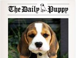 The Daily Puppy