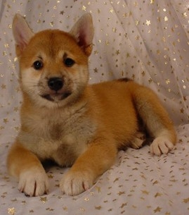 Shiba Inu Puppies Shiba Inu Puppies For Sale Puppy Breeding