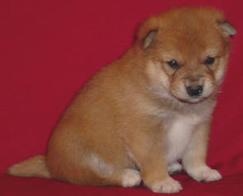 Purebred Pups Sold Pups Photo 14