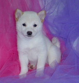 Shiba Inu Puppies Shiba Inu Puppies For Sale Puppy Breeding