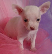 Chihuahua 
Puppy for Sale
Sold