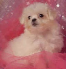 Lhasa Bichon
Puppy for Sale
Sold