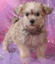 Schnoodle 
Puppy for sale
Sold