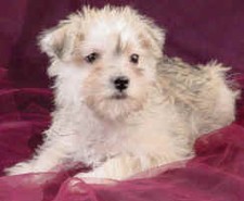Schnoodle
Puppy for sale
Sold