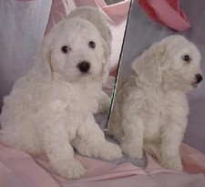 Cocka Poo 
Puppy for Sale
Sold