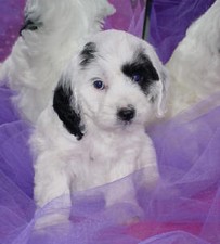 Cocka Poo 
Puppy for Sale
Sold